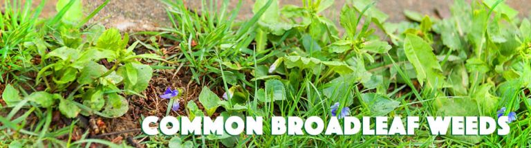 Common Broadleaf Weeds Indiana Lawn Pros